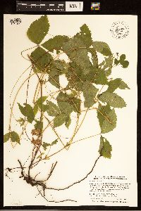 Rubus pubescens image
