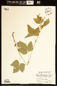 Rubus pubescens image