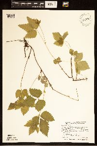 Rubus pubescens image