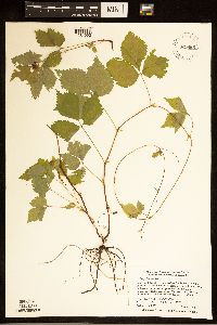 Rubus pubescens image