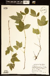 Rubus pubescens image