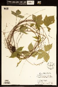 Rubus pubescens image
