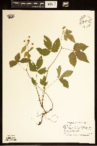Rubus pubescens image