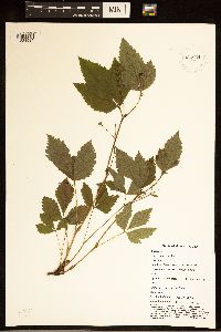 Rubus pubescens image