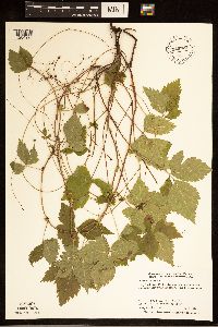 Rubus pubescens image