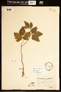 Rubus pubescens image