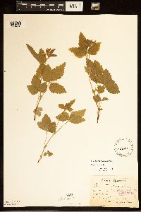 Rubus pubescens image