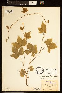 Rubus pubescens image