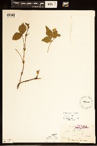 Rubus pubescens image