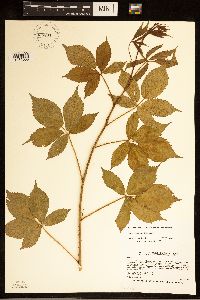 Rubus regionalis image