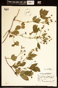 Rubus dissensus image