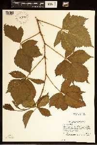 Rubus dissensus image