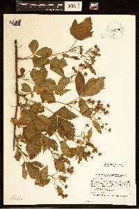 Rubus dissensus image