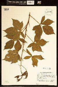 Rubus dissensus image