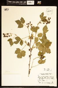 Rubus dissensus image