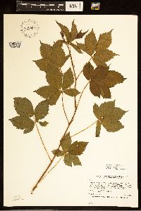 Rubus dissensus image