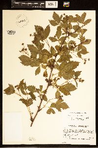 Rubus dissensus image