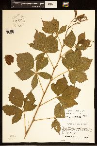 Rubus dissensus image