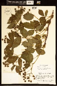 Rubus dissensus image