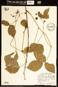 Rubus groutianus image