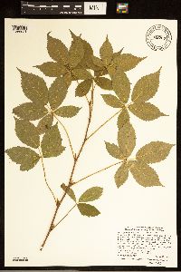 Rubus groutianus image