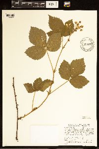 Rubus groutianus image