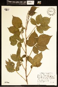 Rubus groutianus image