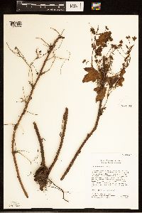Rubus regionalis image