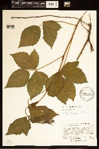 Rubus uniformis image