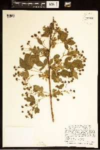 Rubus superioris image