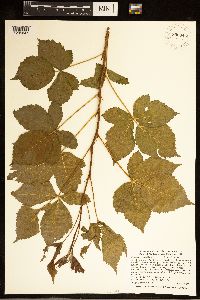 Rubus superioris image