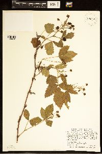 Rubus superioris image