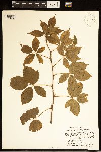 Rubus superioris image