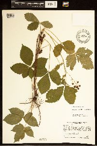 Rubus uniformis image