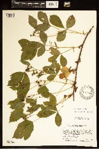 Rubus uniformis image