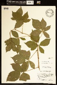 Rubus uniformis image