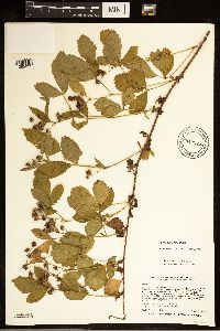 Rubus uniformis image