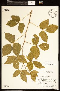 Rubus uniformis image