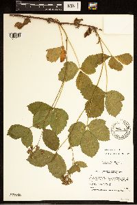 Rubus uniformis image