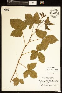 Rubus uniformis image