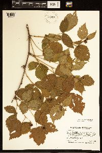 Rubus wisconsinensis image