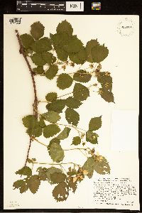 Rubus wisconsinensis image