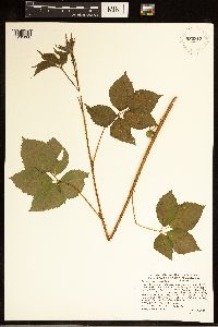 Rubus wisconsinensis image