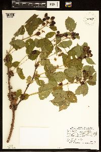 Rubus wisconsinensis image