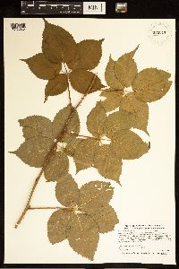 Rubus wisconsinensis image