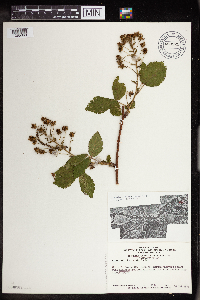 Rubus allegheniensis image