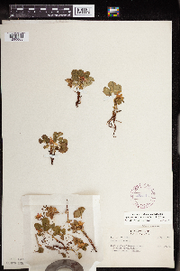 Rubus arcticus image