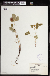 Rubus arcticus image