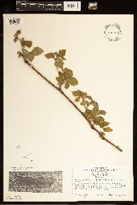 Rubus flagellaris image