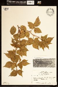 Rubus heterophyllus image